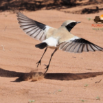 Full Day Merzouga Birding Tour – Sahara Desert Bird Watching