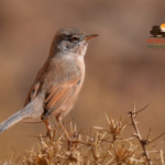 7-Day Birding Tour from Fes to Merzouga & Atlas Mountains