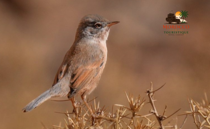 7-Day Birding Tour from Fes to Merzouga & Atlas Mountains