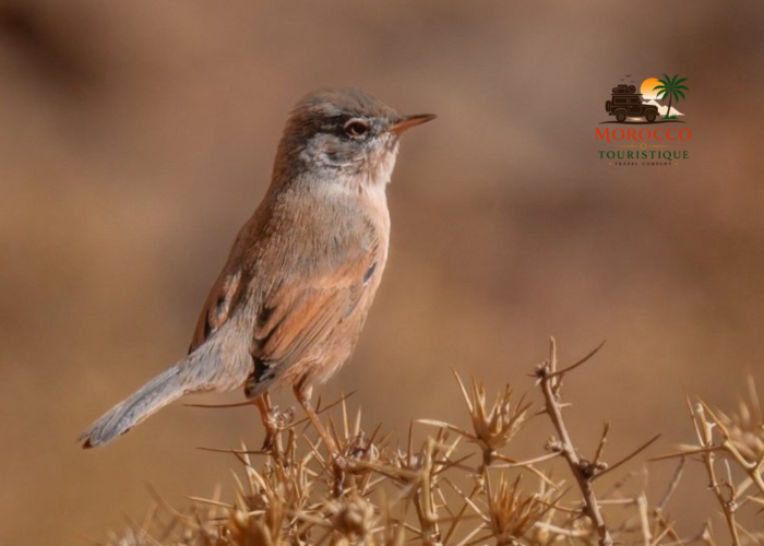 7-Day Birding Tour from Fes to Merzouga & Atlas Mountains
