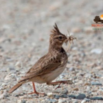 4-DAY BIRDING TOUR FROM FES TO MERZOUGA DESERT