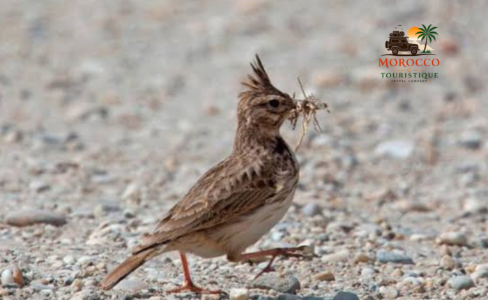 4-DAY BIRDING TOUR FROM FES TO MERZOUGA DESERT