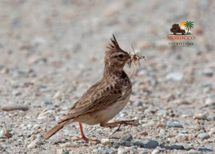 4-DAY BIRDING TOUR FROM FES TO MERZOUGA DESERT